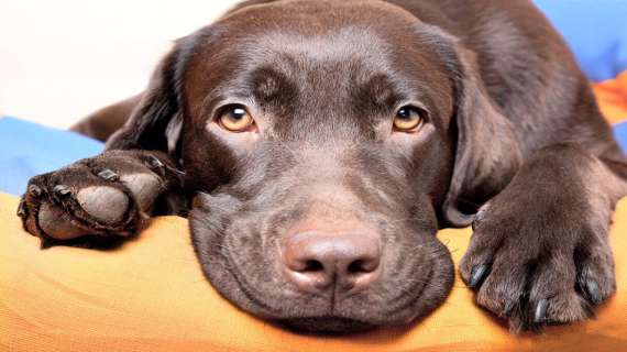 Oggi pronti a festeggiare il vostro amatissimo cane: è la loro "Giornata mondiale"...