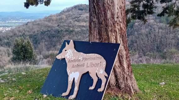 Domenica 23 marzo tornano le passeggiate dell’Olivo e la Ginestra da Ponte Pattoli a Forcella di Migiana