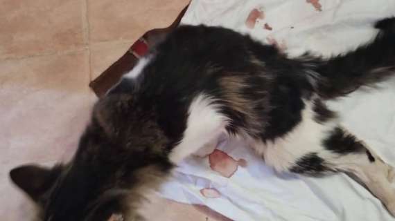 Increscioso fatto avvenuto a Perugia! Gatta ferita da un colpo di pistola, sarà costretta ad un'infermità permanente