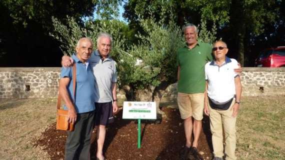 L'ulivo in memoria di Matteo