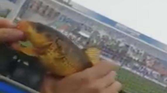 Il Mapei Stadium diventa Sampei Stadium: tifoso dell'Inter pesca un pesce - VIDEO