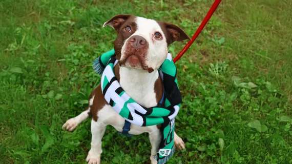 “Un gol a quattro zampe”: Sassuolo Calcio e Punto e virgola insieme per l'adozione di cani e gatti