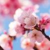 Giornata Mondiale degli Alberi, il Torino Fc e Sukuzi donano alla città 11 ciliegi giapponesi