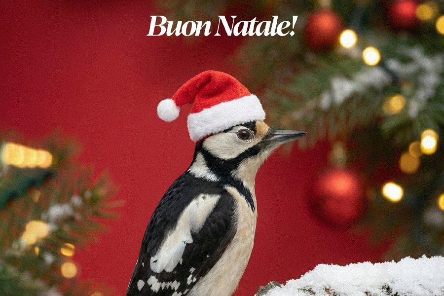 ASCOLI CALCIO | BUON NATALE E BUONE FESTE: IL VIDEO DEI TIFOSI E DEL CLUB