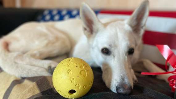 Lucho cerca casa, un pastore svizzero alla ricerca di una famiglia da amare