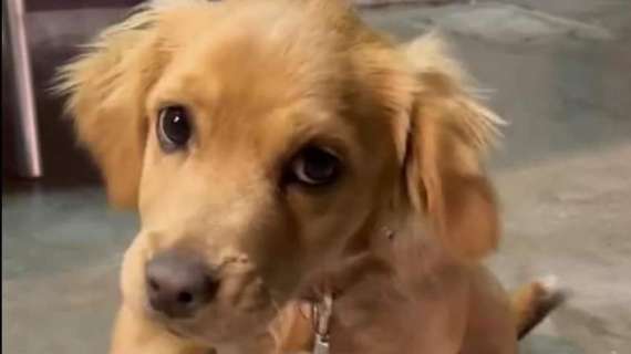 L'Avellino Youth ha la sua mascotte: è Bea, una cagnolina dolcissima