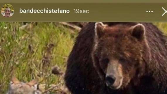 Ternana, il presidente Bandecchi e la foto polemica, un orso che scaccia un lupo