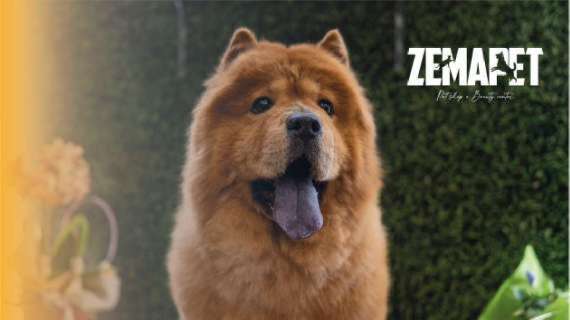 ZEMAPET, a settembre nuove promo per gli animali a Frosinone