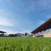 PERICOLO VIOLA! FOLLIA PURA ,CI STANNO CASCANDO ANCORA.  DOPO IL VIOLA PARK, GLI FACCIAMO LO STADIO?