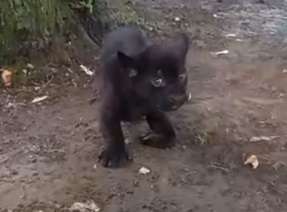 VIDEO - Allo zoo di Napoli nasce Victor: il giaguaro col nome di Osimhen