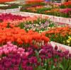 Sicilia Outlet Village, un giardino con 100mila tulipani veri