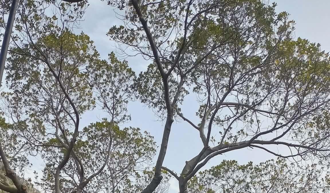 Palermo, prosegue cronoprogramma messa in sicurezza e manutenzione alberi