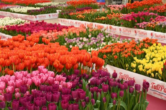 Sicilia Outlet Village, un giardino con 100mila tulipani veri