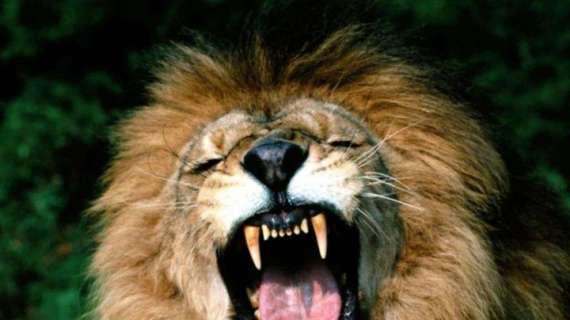Come ruggisce questo leone...