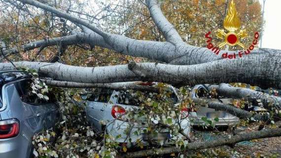 Maltempo, tragedia a Ferrandina: quercia crolla su auto, un morto e tre feriti gravi