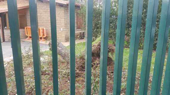 Un albero caduto a Trigoria per il forte vento, nessun danno. FOTO!